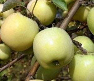 Яблоки антоновка: описание сорта, посадка и уход