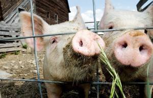Чем и как кормить свиней? корм и витамины для быстрого роста. чем питаются поросята в домашних условиях? нормы правильного кормления и эффективный откорм