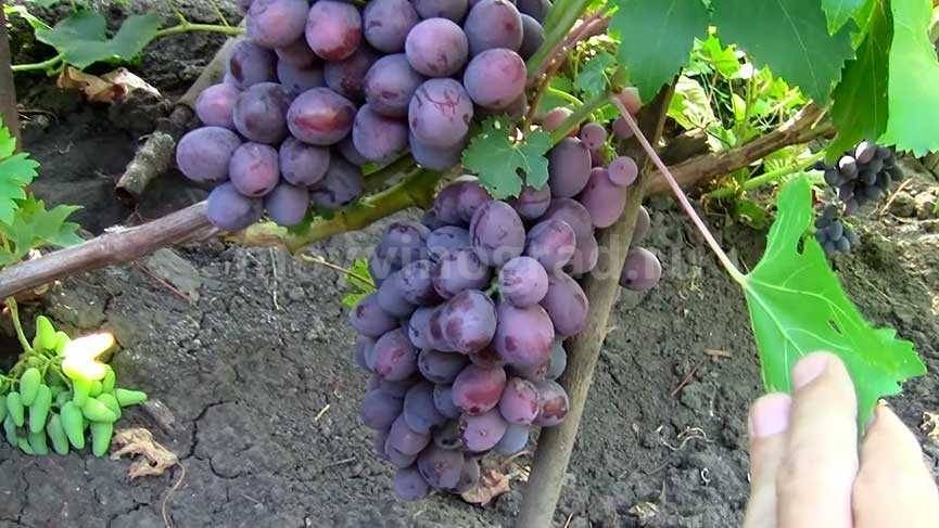 Виноград заря несветая