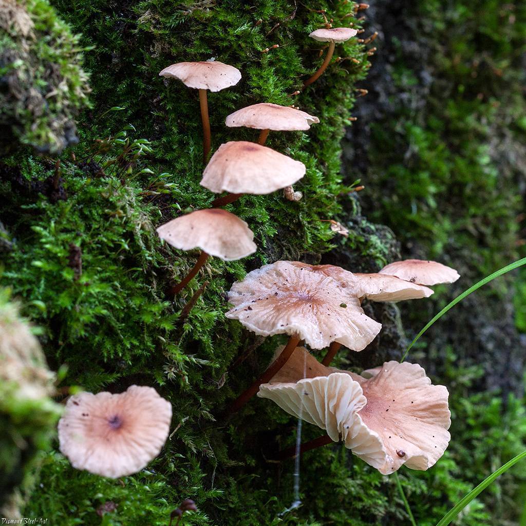 Гриб чесночник обыкновенный (чесночный гриб, mycetinis scorodonius): как выглядят грибы, где и как растут, съедобны или нет - растения и огород