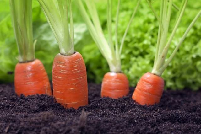Обзор лучших сортов моркови для выращивания в открытом грунте