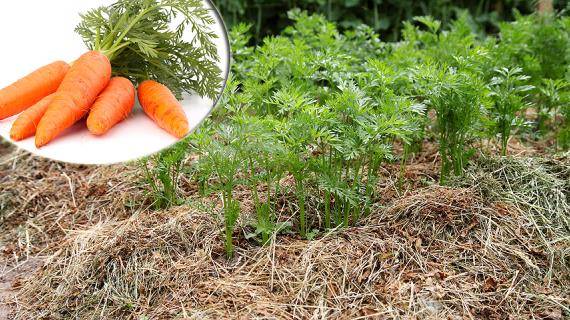 Самые сладкие сорта моркови с отзывами и фото - журнал "совхозик"