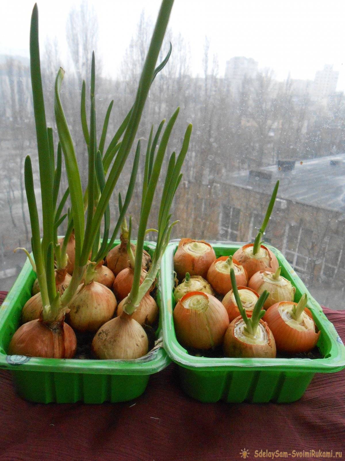 Зеленый лук — 4 способа выращивания на подоконнике