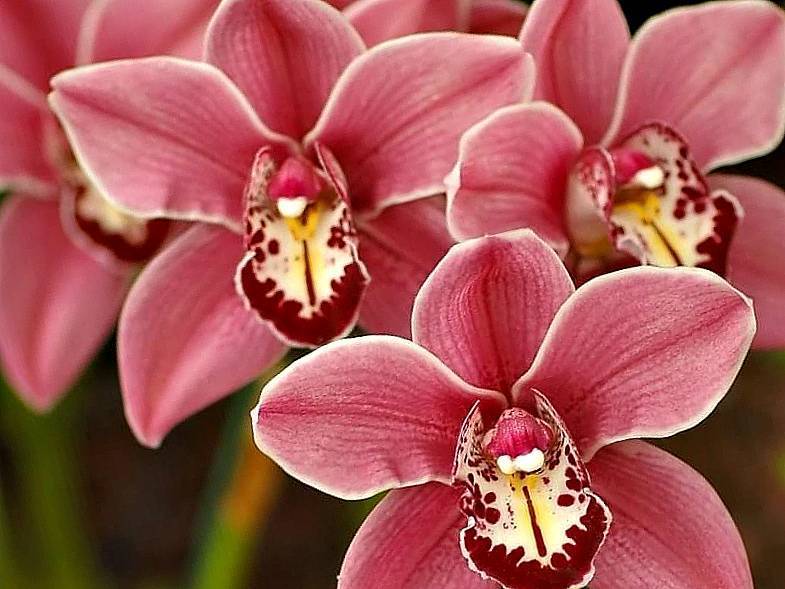 Орхидея драгоценная лудизия: описание сорта и уход в домашних условиях, фото видов и способы размножения﻿