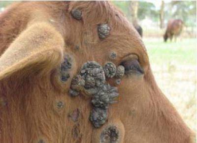 Оспа коров: лечение и профилактика болезни 2021