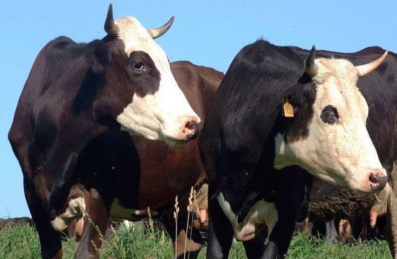 Обзор ярославской породы коров, их фото и видео
обзор ярославской породы коров, их фото и видео