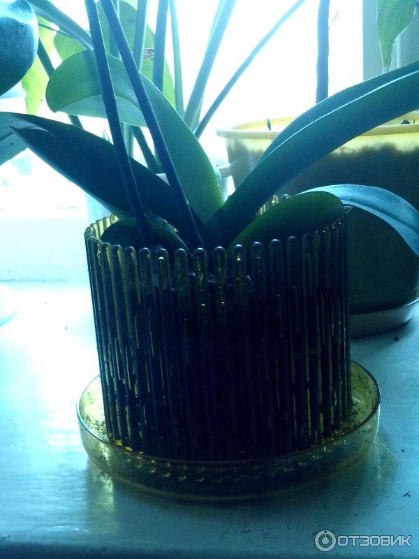 Как выбрать горшок для орхидеи фаленопсис: в какие горшки сажать растение