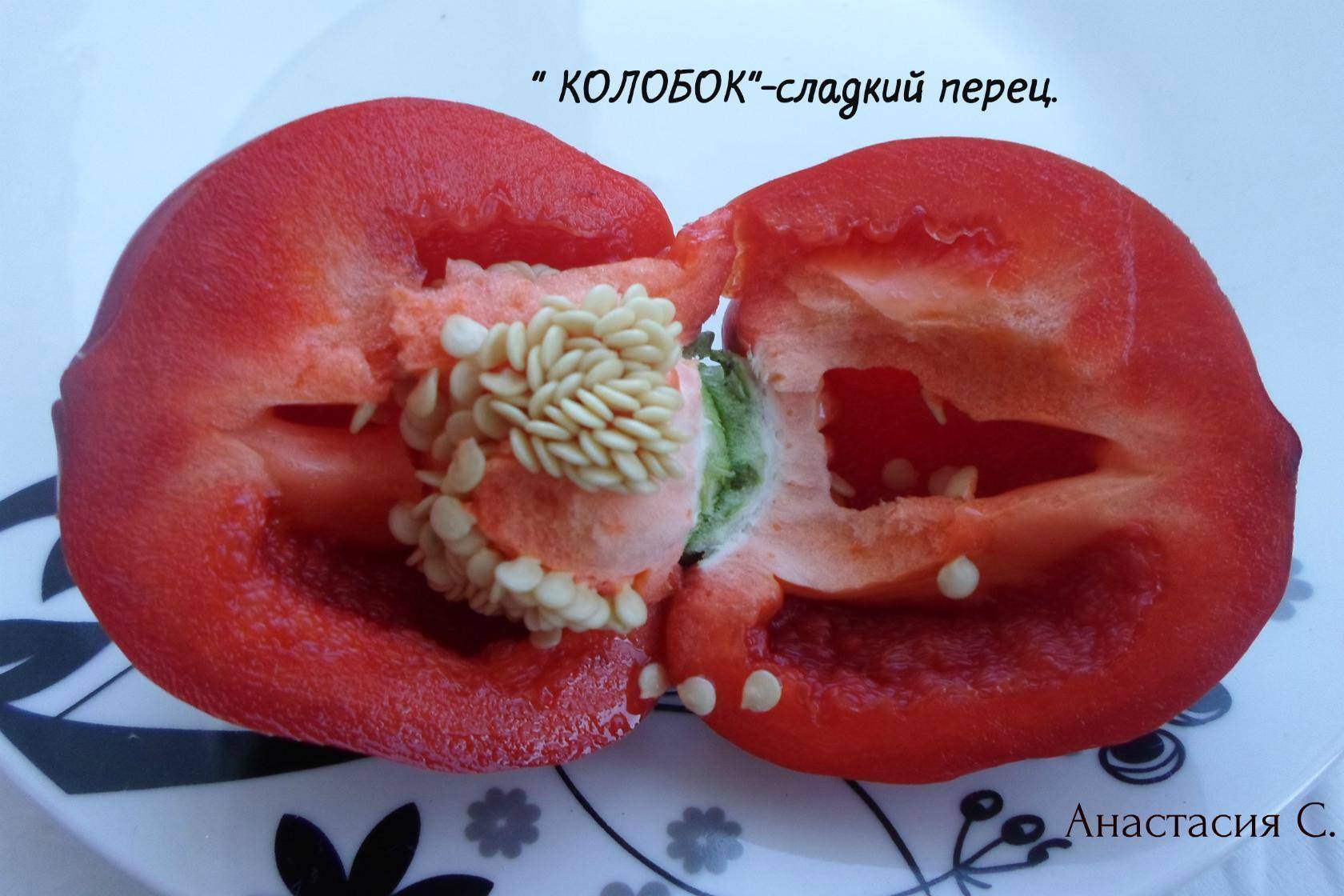 Болгарский перец сорт Колобок
