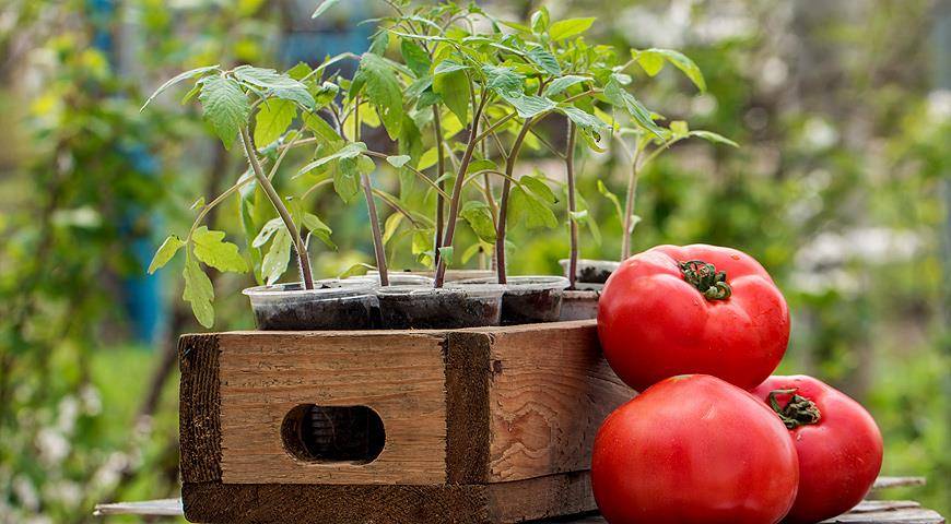Как правильно прорастить семена помидоров на рассаду дома