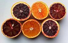 Апельсин с красной мякотью. виды и сорта апельсинов, фото и названия.