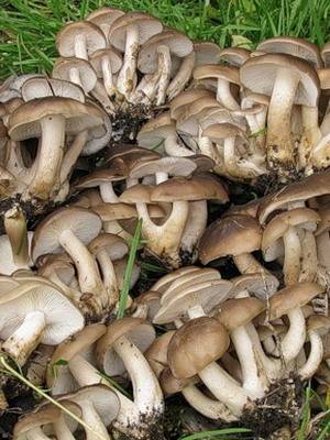 Рядовка скученная (lyophyllum decastes), лиофиллум скученный или рядовка групповая: фото, описание и рецепты приготовления