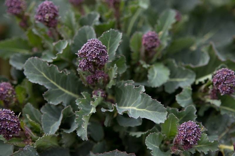 Как выращивать капусту брокколи самостоятельно и чем она полезна?