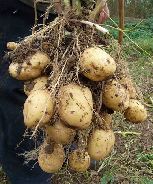 Плюсы и минусы посадки картофеля в гребни