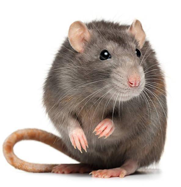Как навсегда избавиться от мышей на даче: эффективные средства