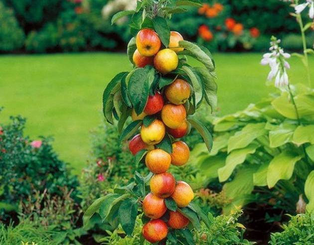 Как сажать колоновидные яблони, в том числе весной, а также схема размещения на участке