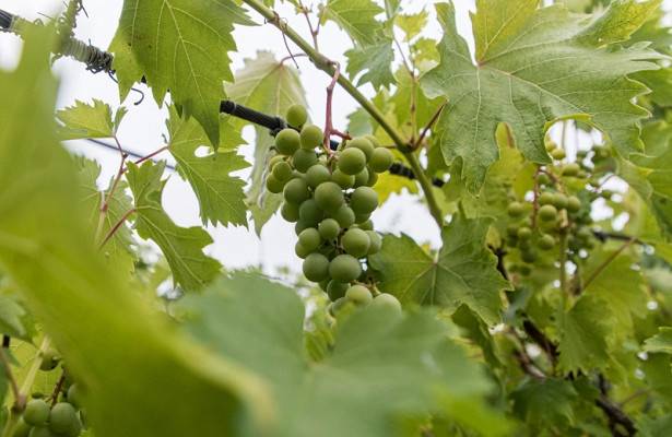 Почему у винограда желтеют листья и что с этим делать, чем обработать