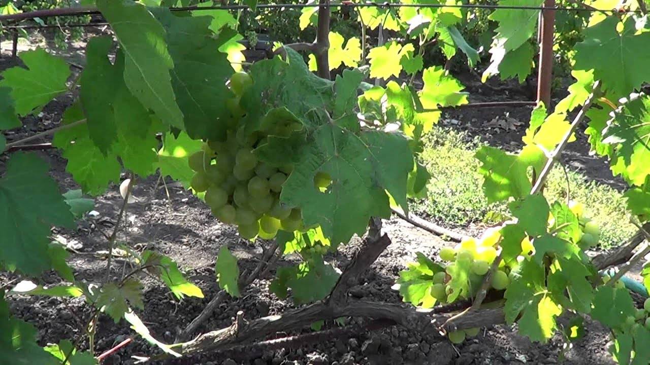 Виноград тимур: описание сорта, фото, отзывы, видео