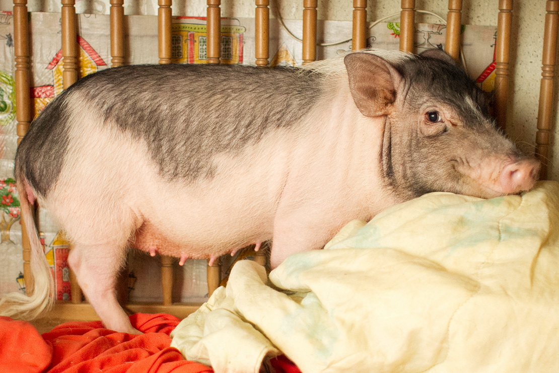 Забой свиней: пошаговое описание процесса, доступные методики, правила разделки и хранения мяса