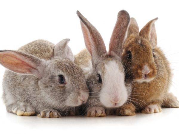 Как безошибочно определить пол кролика