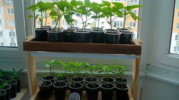Выращивание перца на балконе пошагово: как посадить и ухаживать правильно, какие сорта подойдут, особенности выращивания болгарского и острого овоща
