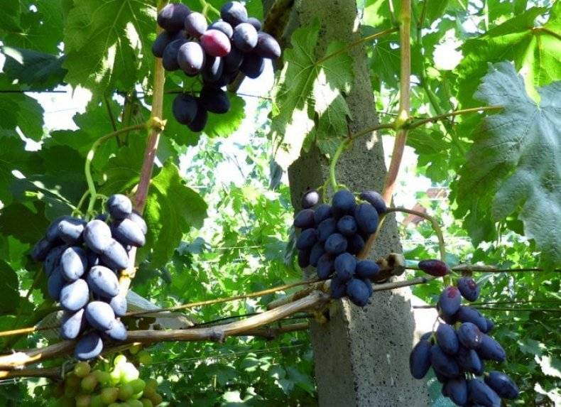 Секреты формирования урожайных кустов винограда