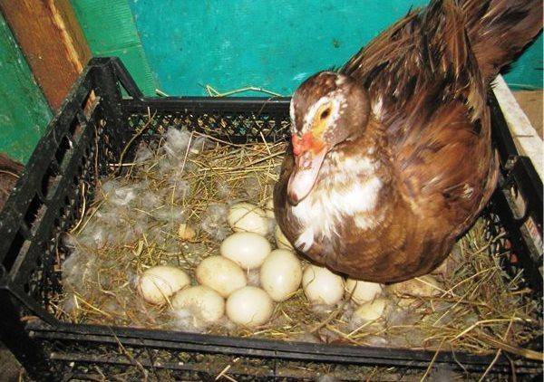 Когда индоутки начинают нести яйца: когда готовиться к их откладыванию