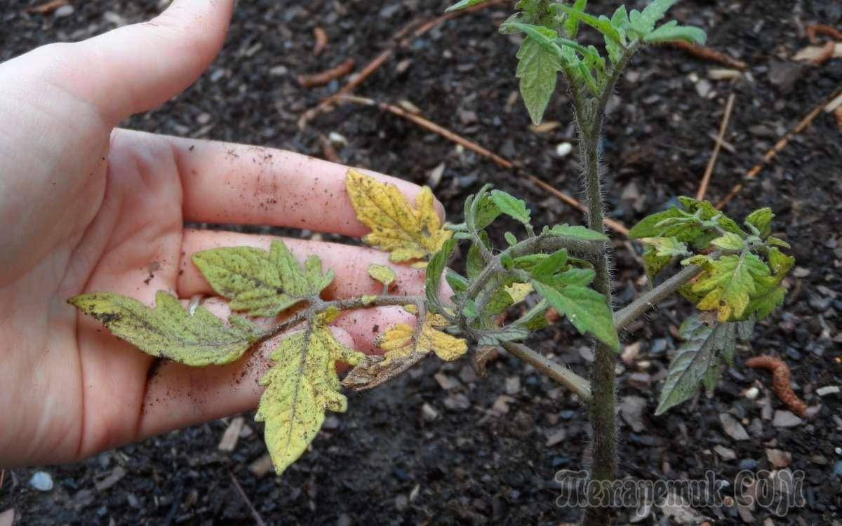 У рассады помидоров желтеют и опадают нижние листья: почему и что делать овощеводу