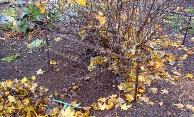 Как обрезать смородину осенью — советы начинающим садоводам