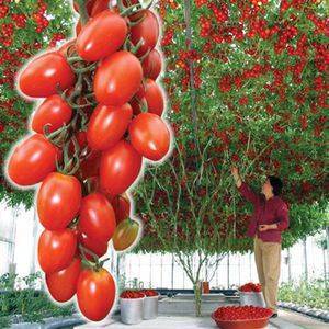 Как вырастить помидорное дерево