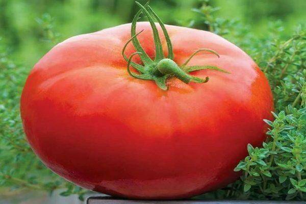 «космонавт волков» – раскрываем секреты этого сорта томатов