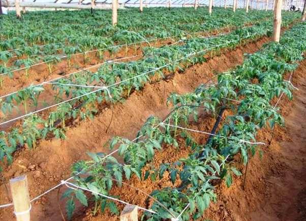 Посадка помидоров в теплицу: как правильно выращивать томаты семенами и кустиками, которые требуют грамотного подхода, чтобы был большой урожай, какой нужен уход? русский фермер