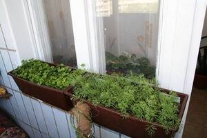 Как вырастить свежую зелень на подоконнике в домашних условиях