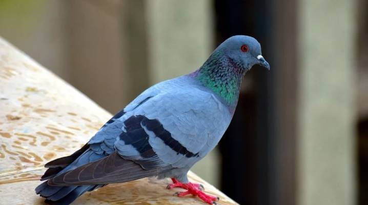 Пакистанские высоколетные голуби: фото, описание