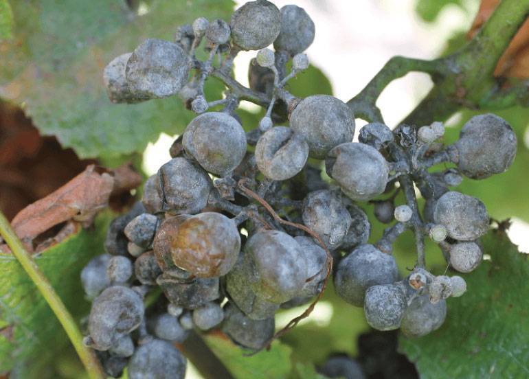 Вредители и болезни винограда: фото недугов и их лечение