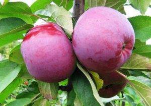 Обрезка яблонь весной: как отличить плодоносящие ветки, схемы | спутниковые технологии