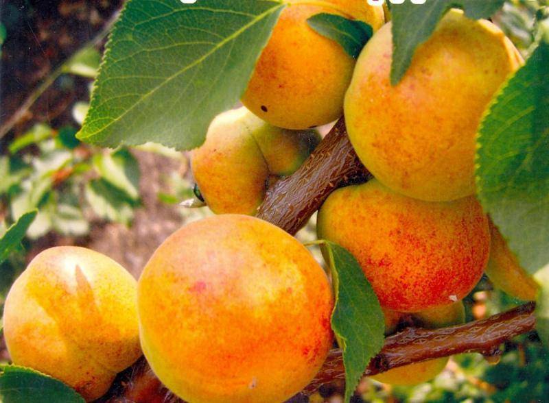 Сорта абрикосов для средней полосы россии