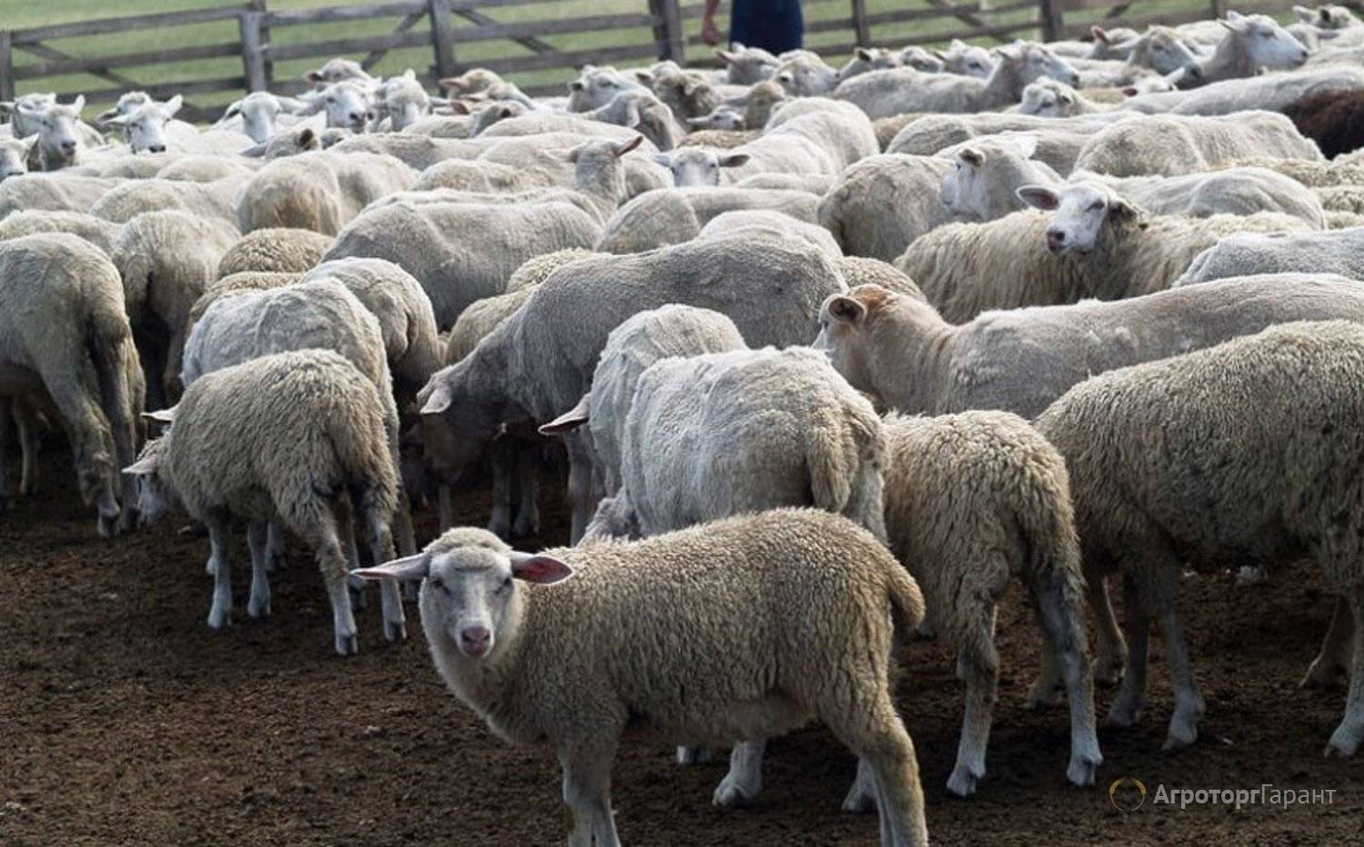 Тайна овцеводов: сколько весит баран? виды и породы.