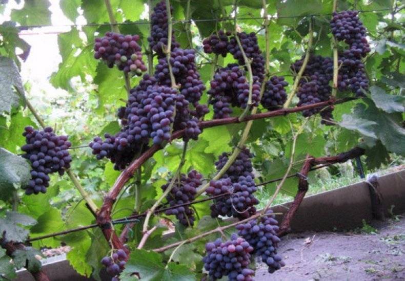 Неукрывные сорта винограда: амурские гибриды. выбираем сорта для посадки на дачу на supersadovnik.ru