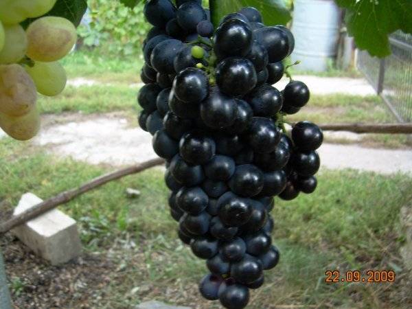 Как вырастить виноград сорта шахтёр