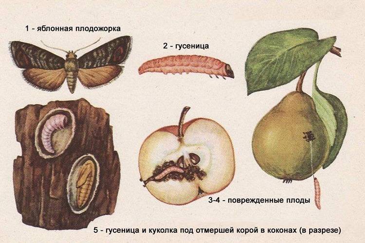 Яблонная плодожорка - борьба и профилактика