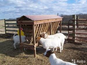 Как сделать качественную овчарню для овец своими руками