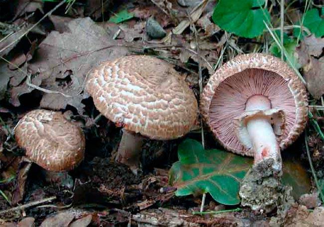 Какие существуют виды съедобных грибов шампиньонов: фото и описание, как выглядят лесные разновидности