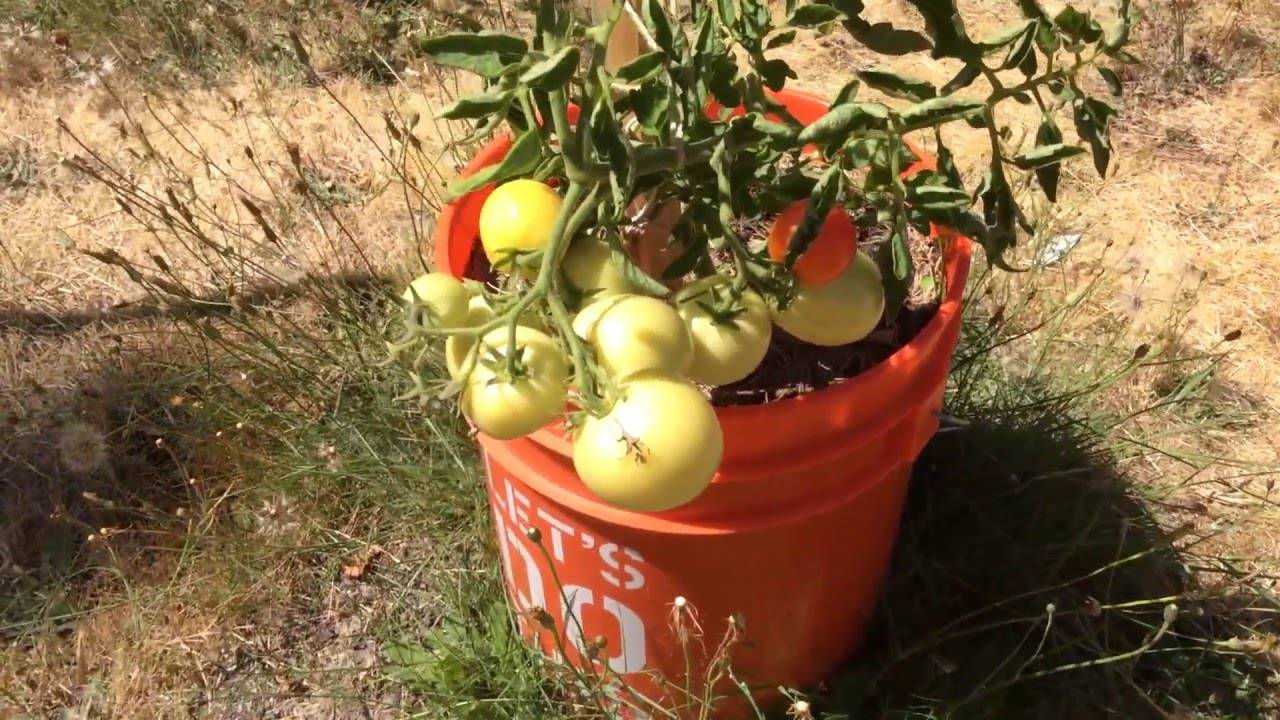 Парник для помидоров своими руками, несколько вариантов несложных парников, их фото русский фермер