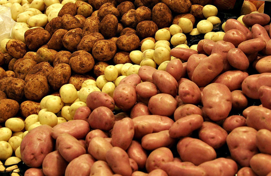 Сорта картофеля для волго-вятского региона: список