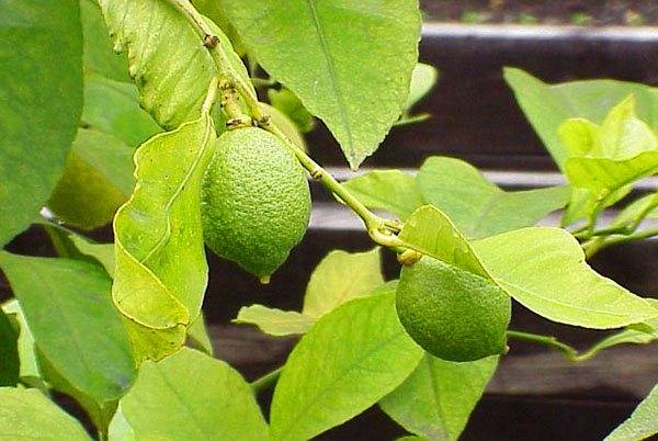 Описание лимона мейера, выращивание и уход за сортом в домашних условиях