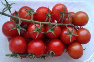 Выращивание рассады томатов в пеленках от галины кизимы