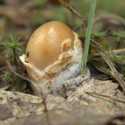 Грибы толкачики – вкусные братья мухоморов - грибы собираем