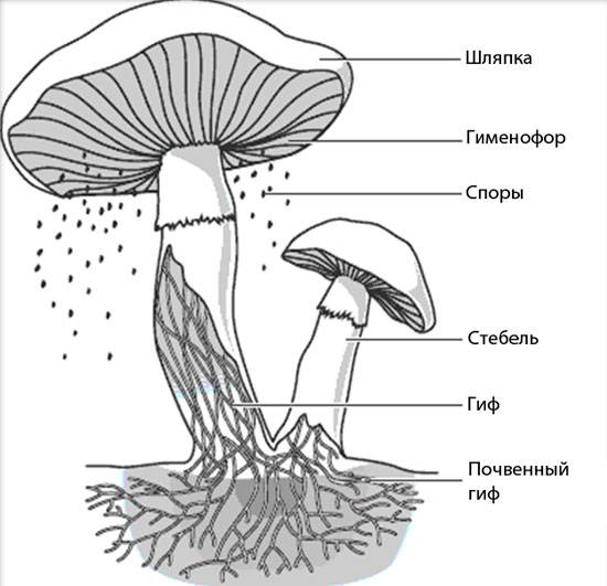 Что представляет собой плодовое тело гриба