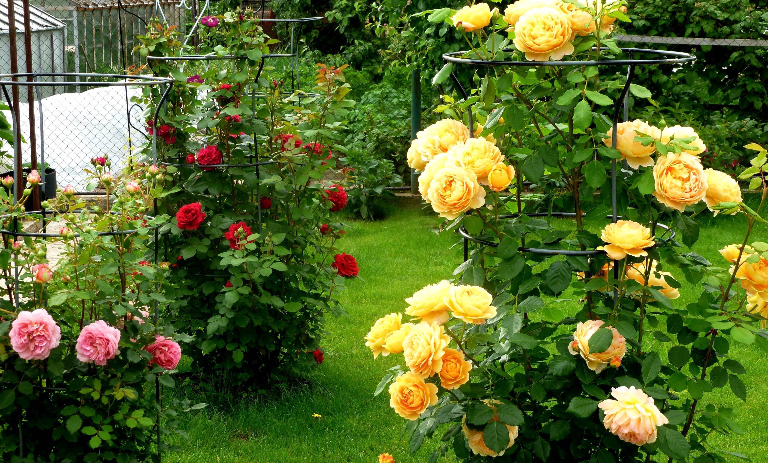Кустовые розы: сорта с фото и названиями, посадка и уход