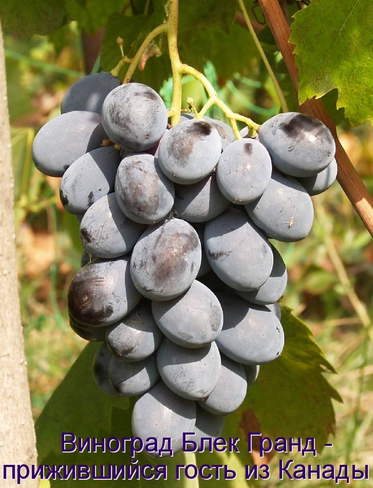 Сорта черного винограда: описание, фото, отзывы, характеристика